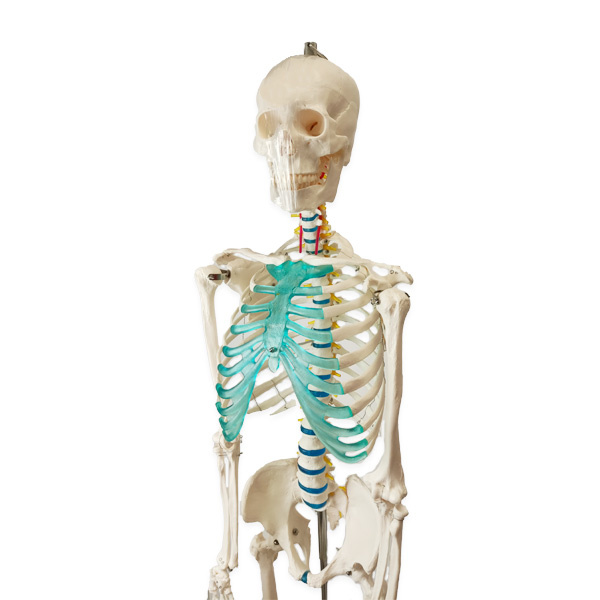 Scheletul anatomic uman | Model de schelet uman pentru invatarea anatomiei, 180 cm