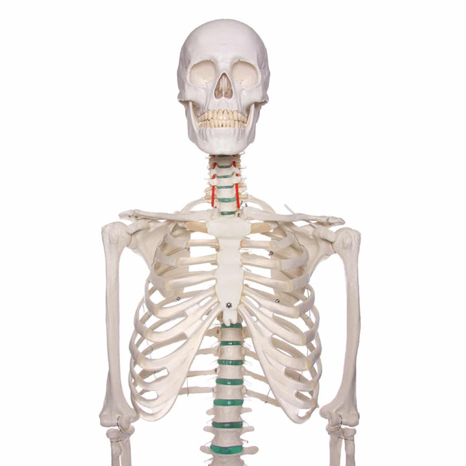 Schelet anatomic uman - model „Oscar” Erler Zimmer 178 cm