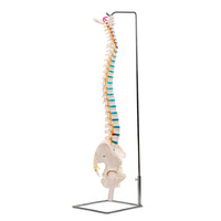 Model anatomic al coloanei vertebrale umane cu un bazin de 88 cm