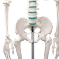 Schelet anatomic uman - model „Oscar” Erler Zimmer 178 cm