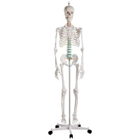 Schelet anatomic uman - model „Oscar” Erler Zimmer 178 cm