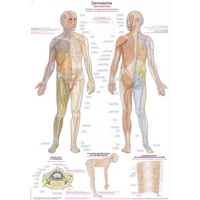 Tabel de anatomie – Dermatoame