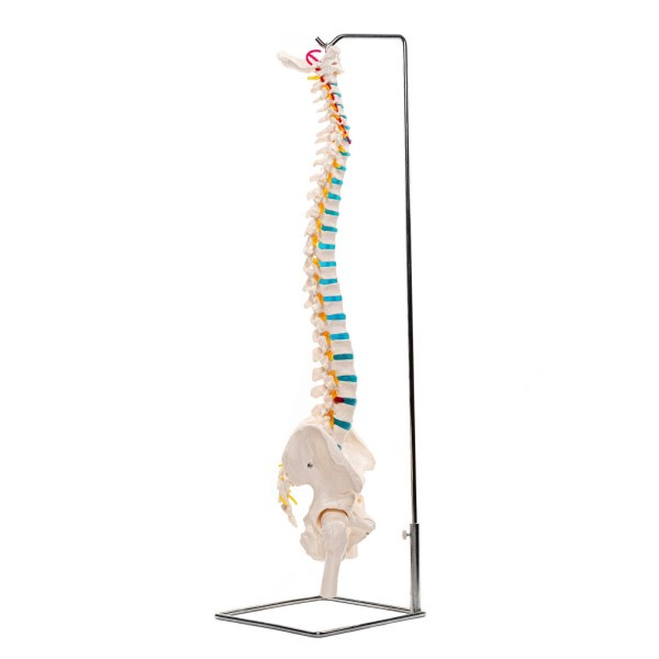 Model anatomic al coloanei vertebrale umane cu un bazin de 88 cm