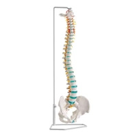 Model de coloana vertebrala cu discopatie la nivelul L3/L4, flexibil Erler Zimmer