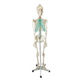 Scheletul anatomic uman | Model de schelet uman pentru invatarea anatomiei, 180 cm