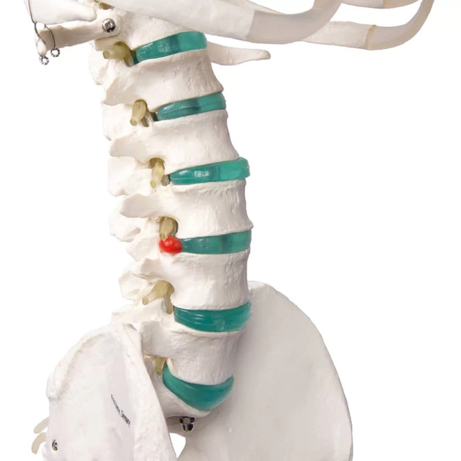 Schelet anatomic uman - model „Oscar” Erler Zimmer 178 cm